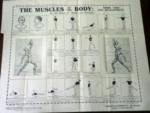 1930s muscles of the body poster health and fitness